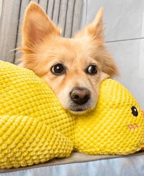👉 Patinho Antiansiedade para Pets 🦆💛
