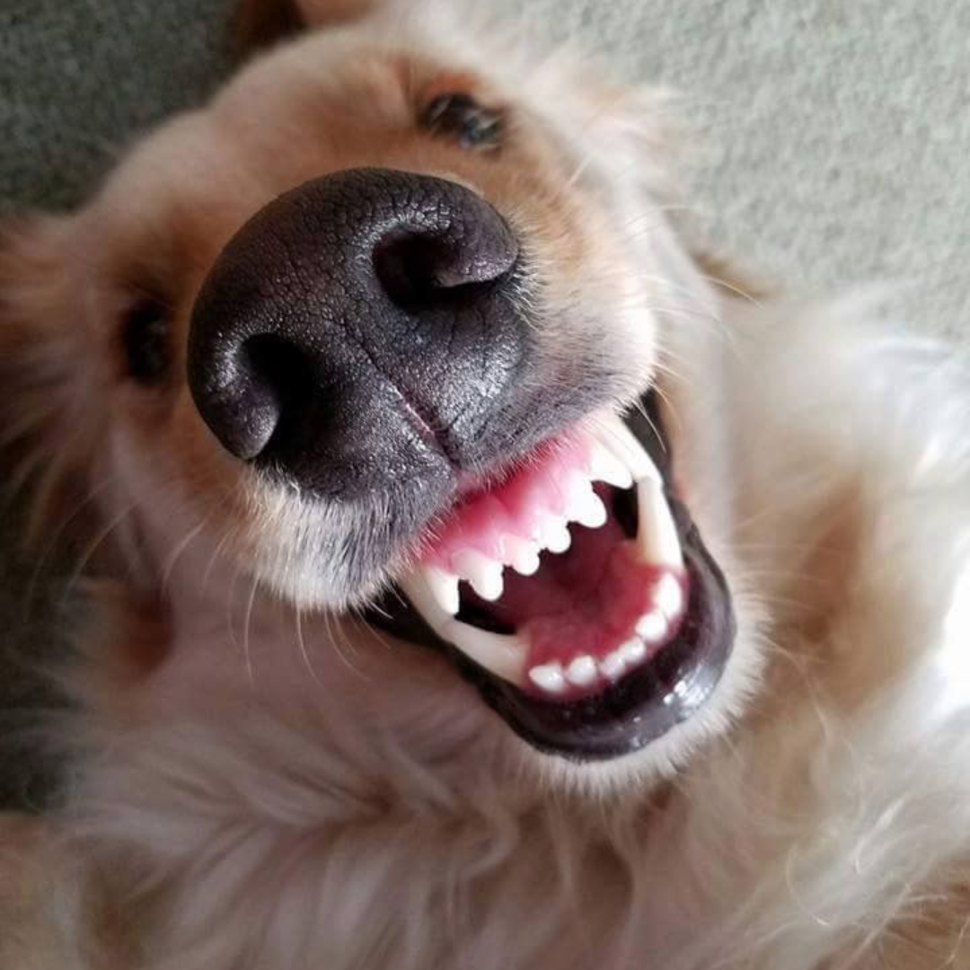 BrightSmile – Limpador Dental para Pets ✨🐶🐱