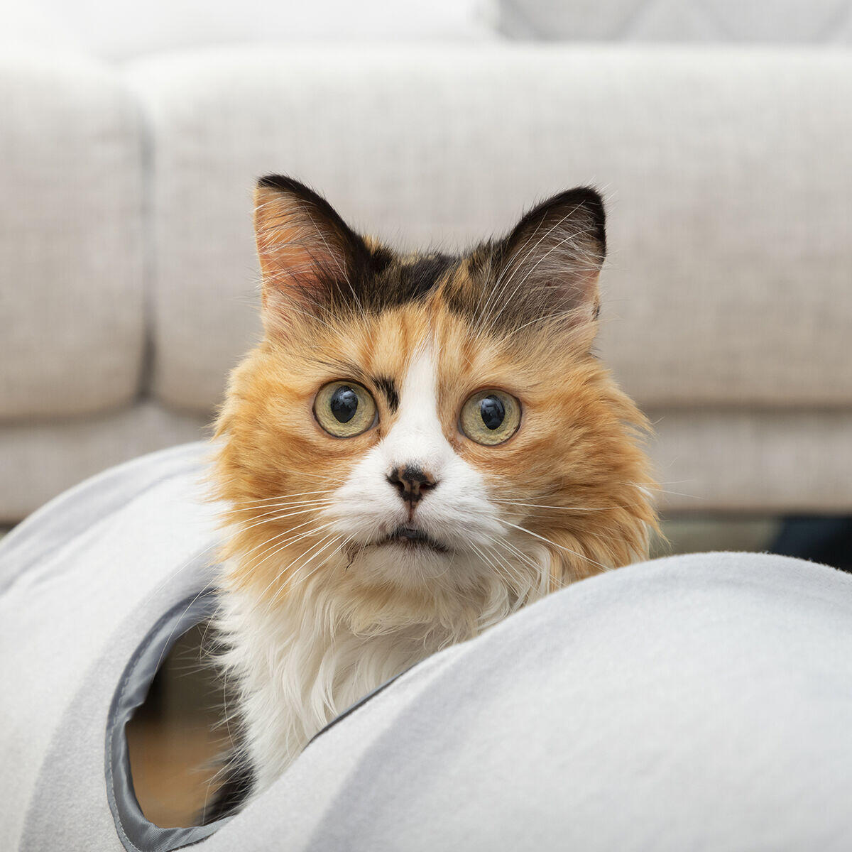 🐾 Túnel para Gatos - ¡El escondite perfecto para tu gato! 🐾✨